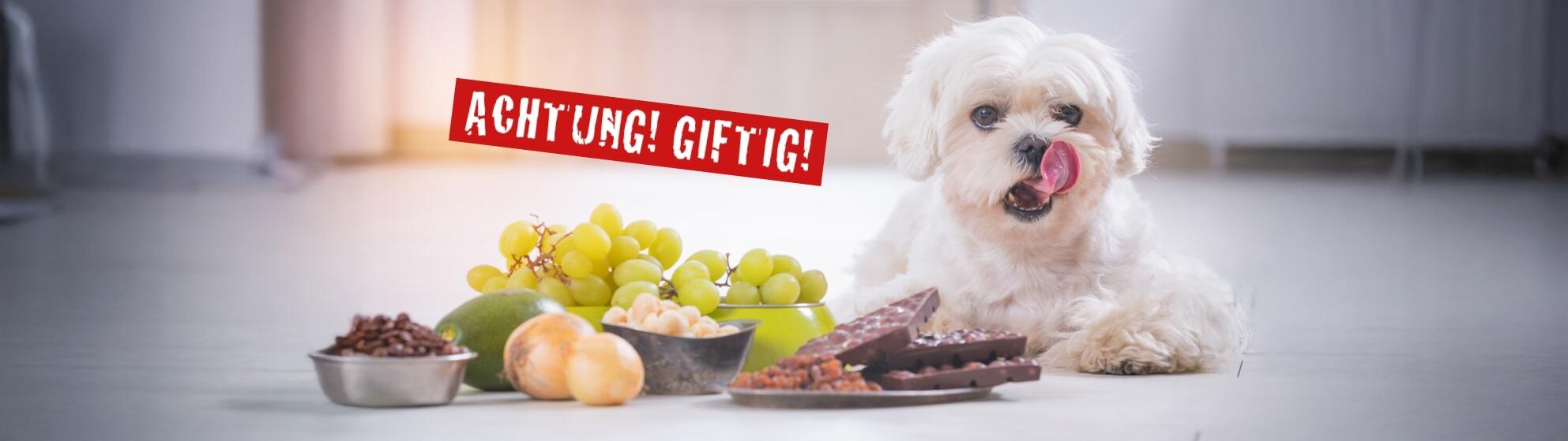 Was ist giftig fr Hunde und Katzen?