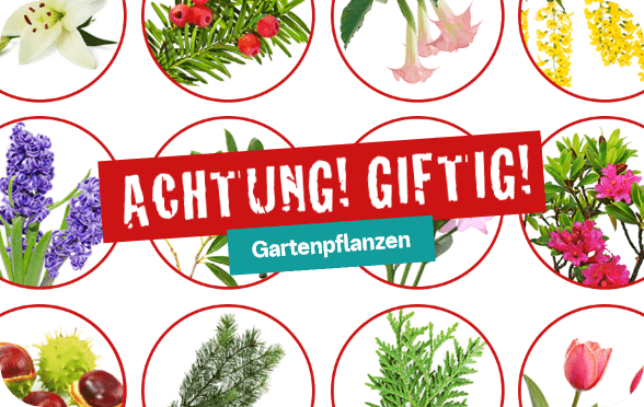 Was ist giftig fr Hunde und Katzen?