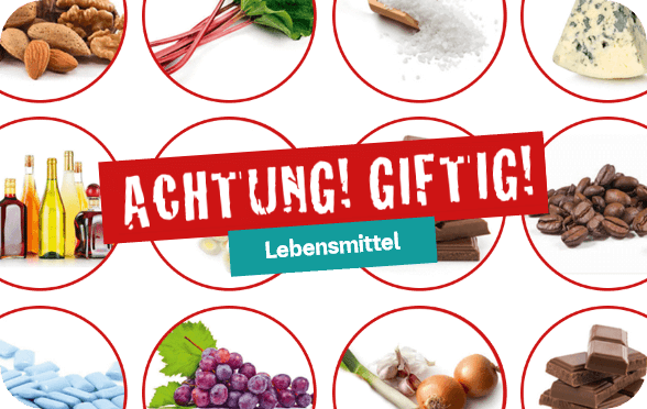 Was ist giftig fr Hunde und Katzen?